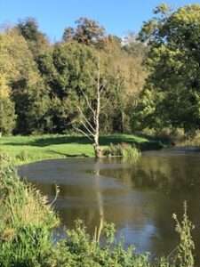 View across a pond with trees the otherside